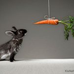 Мотив для кролика