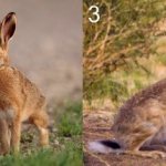 Породы диких зайцев