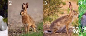 Породы диких зайцев